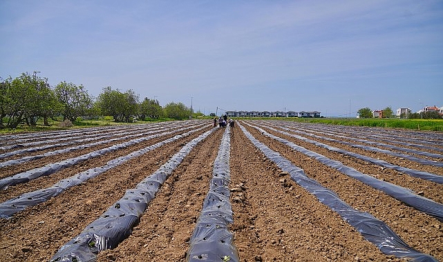 Ayvalık Üretim ve Pazarlama Kooperatifi’nden Örnek Proje: Çilekten Reçele Uzanan Yolculuk