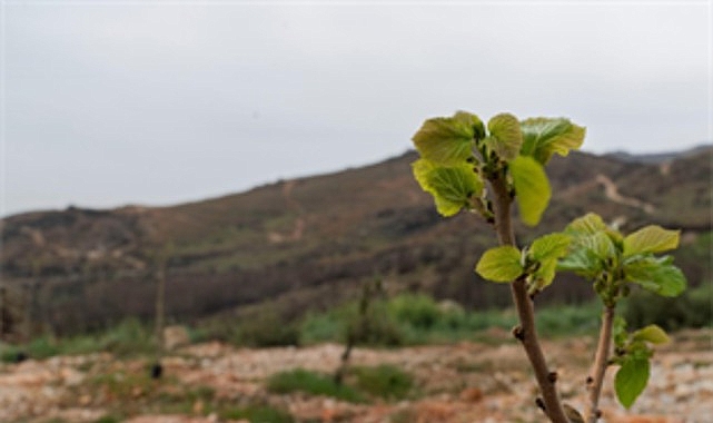 Yamanlar yangınında zarar gören ağaçlar yaşama tutundu