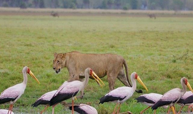 ‘Yırtıcıların Geri Dönüşü’ 27 Nisan Pazar Günü 20.00’de National Geographic WILD Ekranlarında!