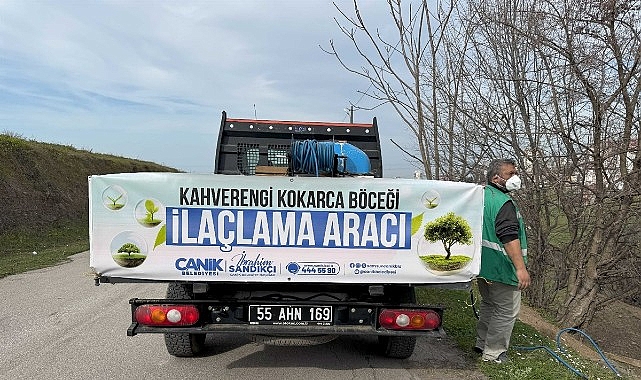 Canik’te Kokarca Böceğine Karşı Mücadelede Atak