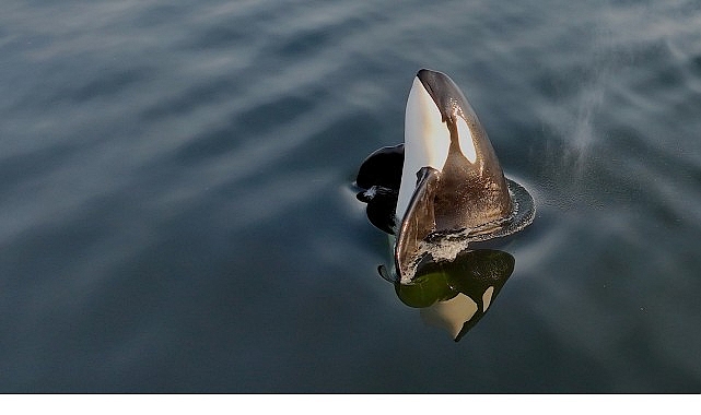 2 Bölümden Oluşan ‘Orkaların Gizemli Yaşamı’, 8 ve 15 Haziran Pazar Günleri 20.00’de National Geographic WILD Ekranlarında İzleyicilerle Buluşuyor!