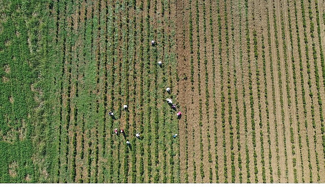 Tıbbi ve aromatik bitkilerin bahar temizliği yapılıyor