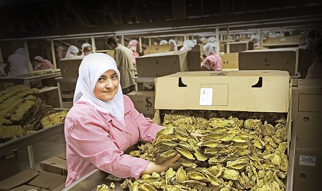Tütün sektörü 7 yıl sonra ihracatta 1 milyar dolar sınırını aştı