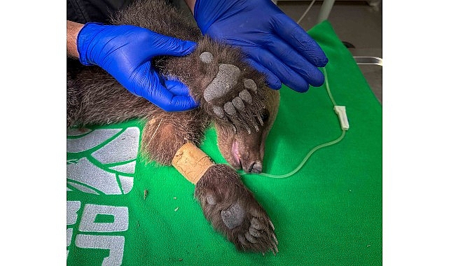 Yavru ayı Ormanya’da tedavi altında