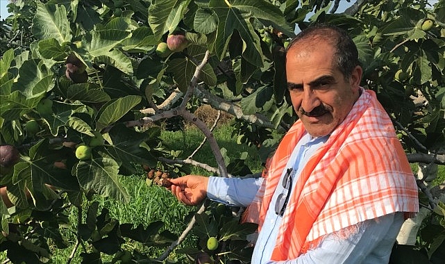 Cennet meyvesi incirler oldu ihracat yolculuğu başladı