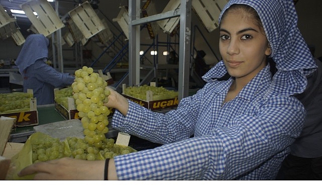 Superior Seedless çeşidi sofralık üzümün ihracat yolculuğu 16 Temmuz’da başladı