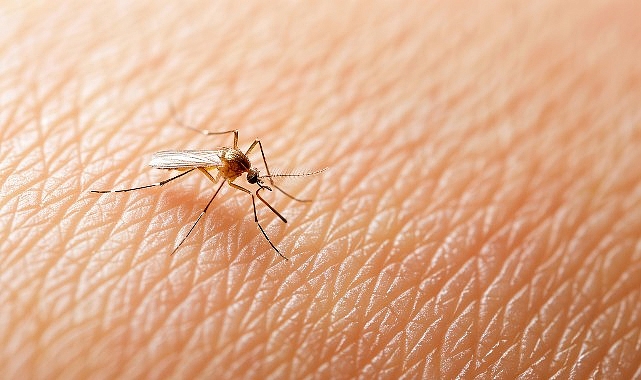 Yaz Geldi, Kene Tehlikesi Arttı!